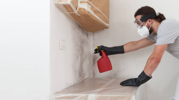 Professional Basement Mold Remediation technician working in Maple Plain, MN