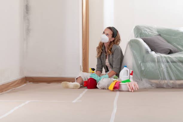Reliable Basement Mold Remediation contractor in Maple Plain, MN by 24 Hour Mold Removal